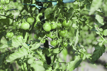 breeding  plum tomatoes growing on vine in garden in. natural