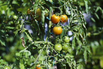 breeding  plum tomatoes growing on vine in garden in. natural