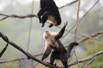 Fighting Monkeys
