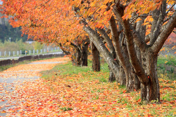 桜並木の紅葉