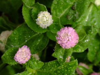 amaranth with the dew #3