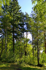Pine forest at summer.