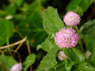 amaranth with the dew