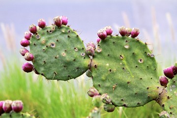 Cactus Plant with fruit