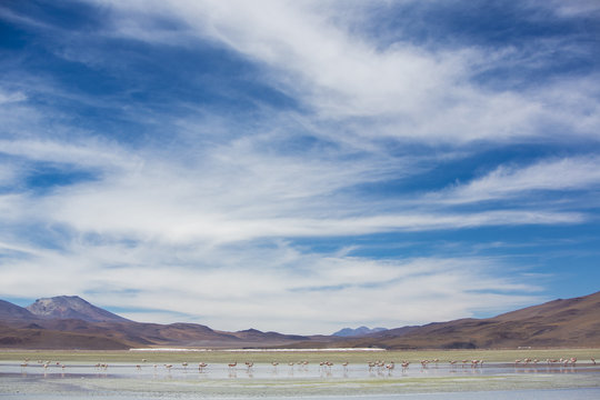 Group of flamingos standing on the lagoon, Bolivia