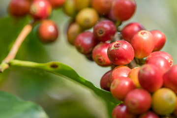 Coffee beans