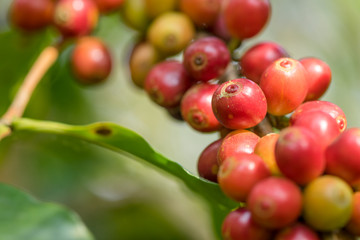 Obraz premium Coffee beans