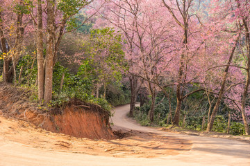 Cherry Blossom and sakura on road