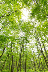 新緑の森