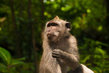 Naklejka na ściany i meble Wild monkey in the place called monkey forest in Ubud, Indonesia
