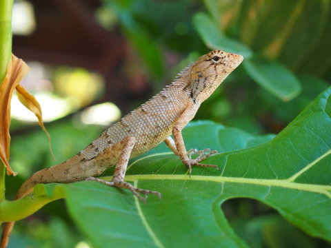 Tropical lizard in the garden in the village of Muine