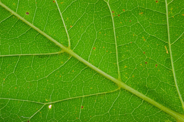 Texture of a green leaf