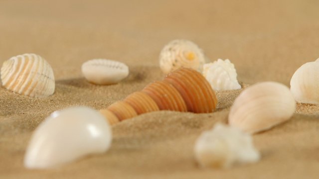 Different sea shells on beach sand, rotation, close up
