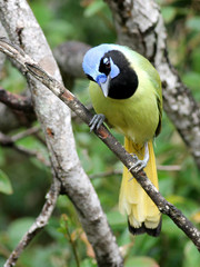 Green Jay - Cyanocorax yncas