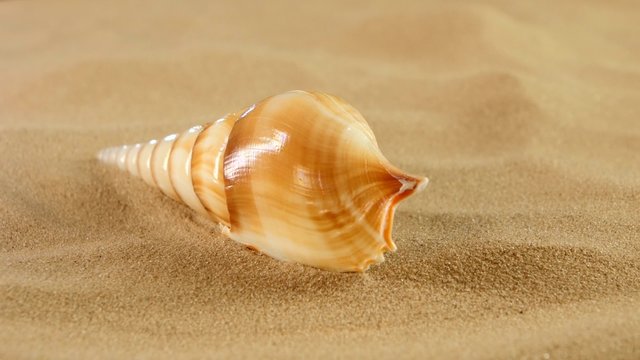 Long sea shell with sand, rotation, close up