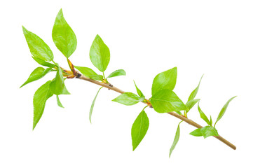 Young branch of a tree