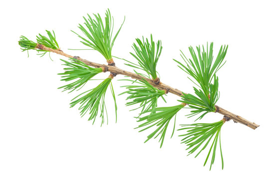 Young Larch Branch