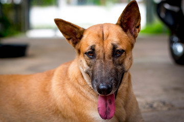 Thai dog.