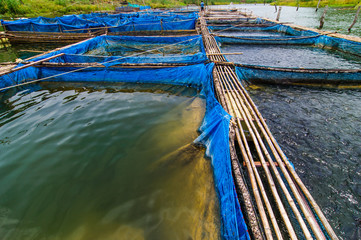 Fish farms with blue net and bamboo pathway