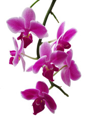 Fototapeta na wymiar Beautiful colorful flower Orchid, phalaenopsis close-up isolated on white background