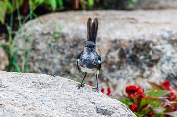 Oriental magpie-robin on a rock in the garden.