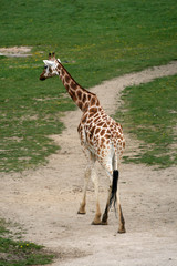 Walking giraffe in a Zoo