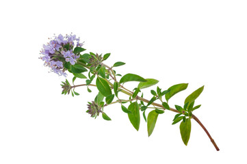 Medicinal plant: Thyme
