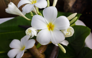Obraz premium lovely charming white flower plumeria floated on water with vintage background