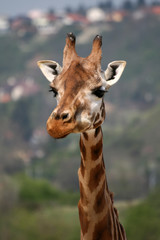 Naklejka na ściany i meble Giraffe in a Zoo