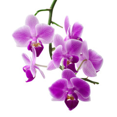 Naklejka na ściany i meble Beautiful colorful flower Orchid, phalaenopsis close-up isolated on white background 