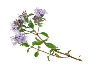 Medicinal plant: Thyme