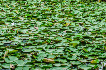 lotus's leaf green on water plant