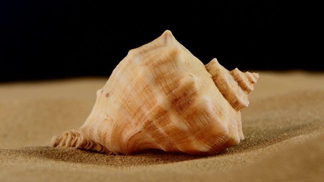 Usual marine seashell on sand, black, rotation, close up