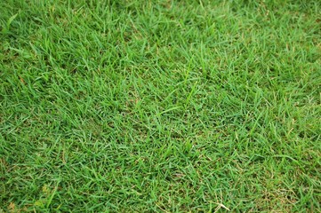 Short grasses background photo image
