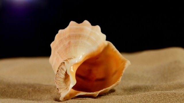 Unusual marine seashell on sand, black, rotation, macro, close