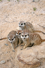 Suricates or Meerkats (Suricata suricatta), sitting on a stone in Zoo