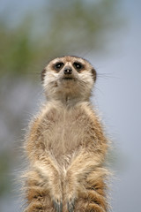 Alert Suricate or Meerkat (Suricata suricatta), standing to lookout