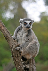 Ring-tailed lemur in a Zoo