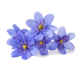 Hepatica nobilis on a white background. Spring flowers.