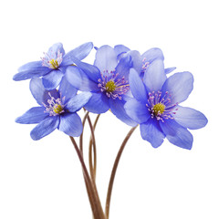 Hepatica nobilis on a white background. Spring flowers.