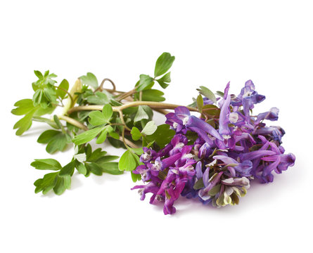 Beautiful flower Corydalis solida on a white background