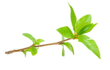 Young branch of a tree