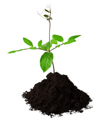 Small Cobaea scandens(Mexican ivy, cup-and-saucer vine, cathedral bells, monastery bells) climbing plant in ground with root isolated on a white background