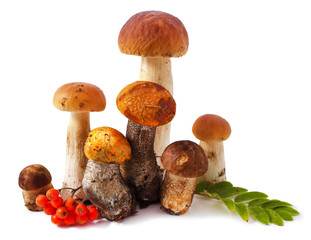 Mushrooms and rowanberry isolated on a white background 