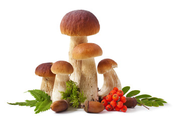 Boletus mushroom and rowanberry isolated on a white background