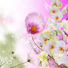 Orchid flowers on abstract pink  background