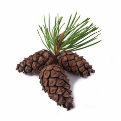 Pine cones with branch on a white background 