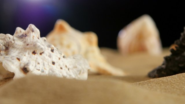Different sea shellsand starfish on beach sand, rotation, close
