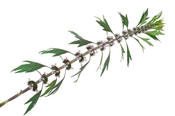 Herbal medicine: Motherwort