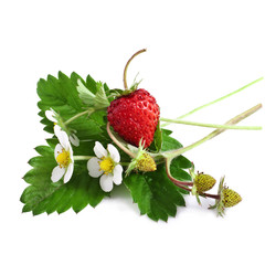 Wild strawberry with flower isolated on white background